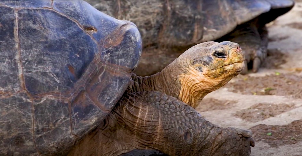 Galapagos Reino Animal