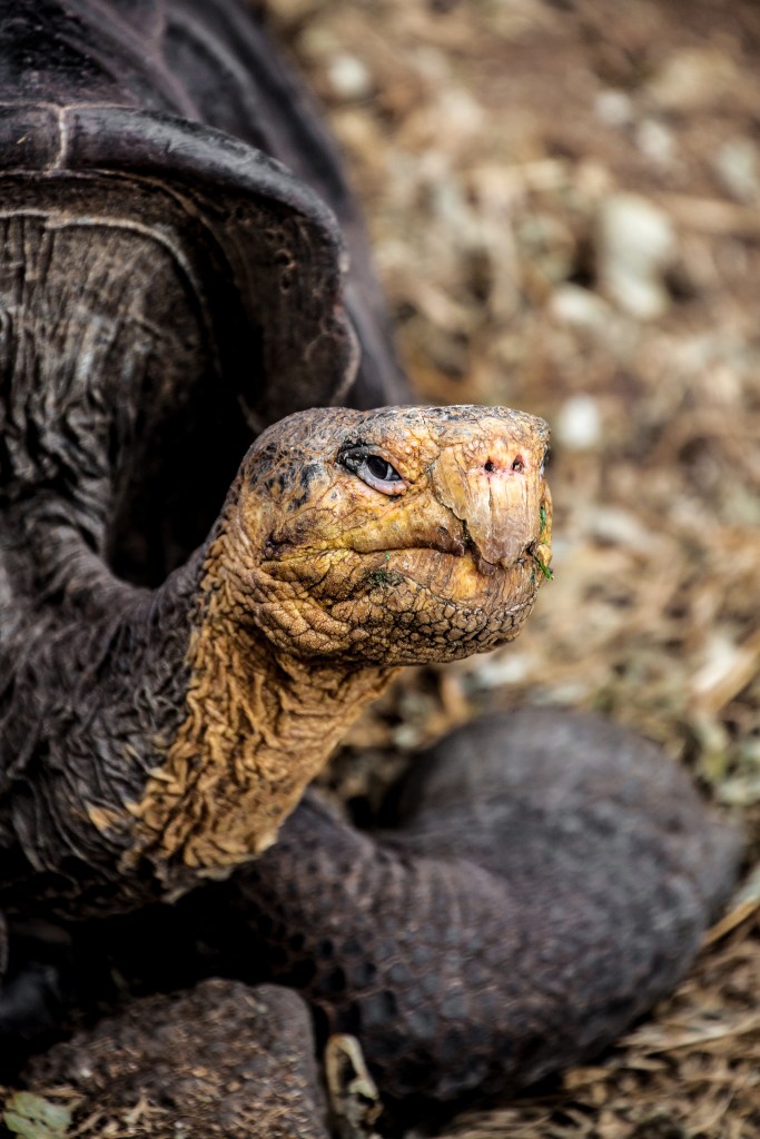 Gapálagos Animal Kingdom